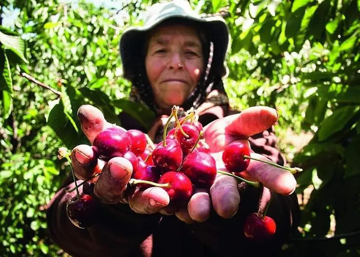 Laje House Fireplace Entire House Wifi