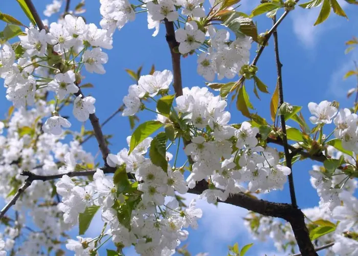 Laje House Fireplace Entire House Wifi Casa de Férias